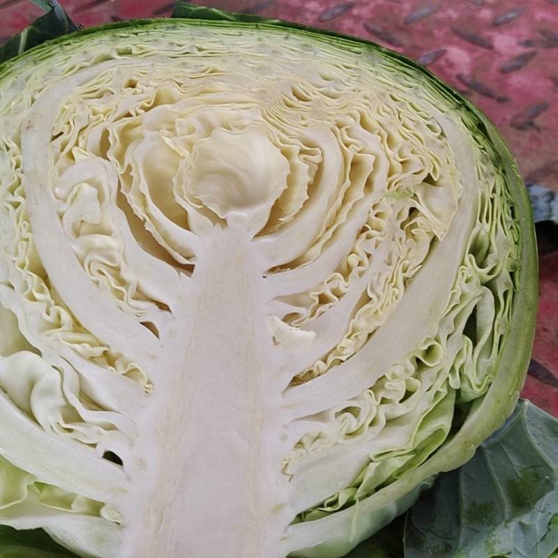 瑞胜甘蓝