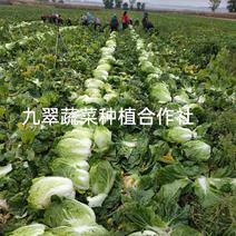 黑龙江省七台河市九翠蔬菜专业种植合作社，东北黄心大白菜