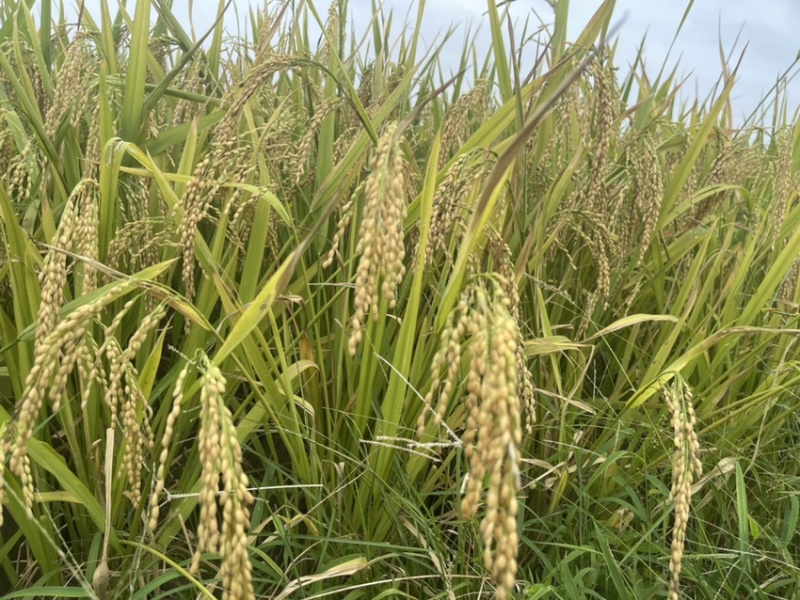 广东湿谷基地，供应各大烘干厂和储备中心