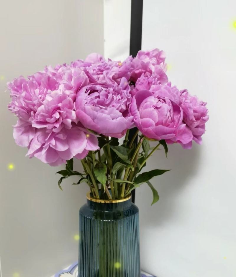 大量出售国产千层重瓣芍药种植，可全国包邮。一件代发