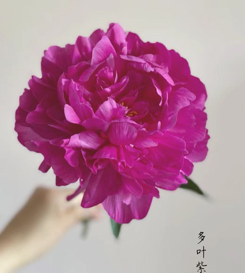 大量出售国产千层重瓣芍药种植，可全国包邮。一件代发