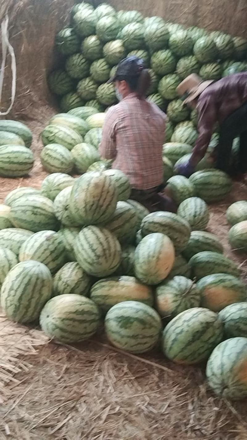 硒砂瓜，大量接单，质量三包，诚信经营，大量供应