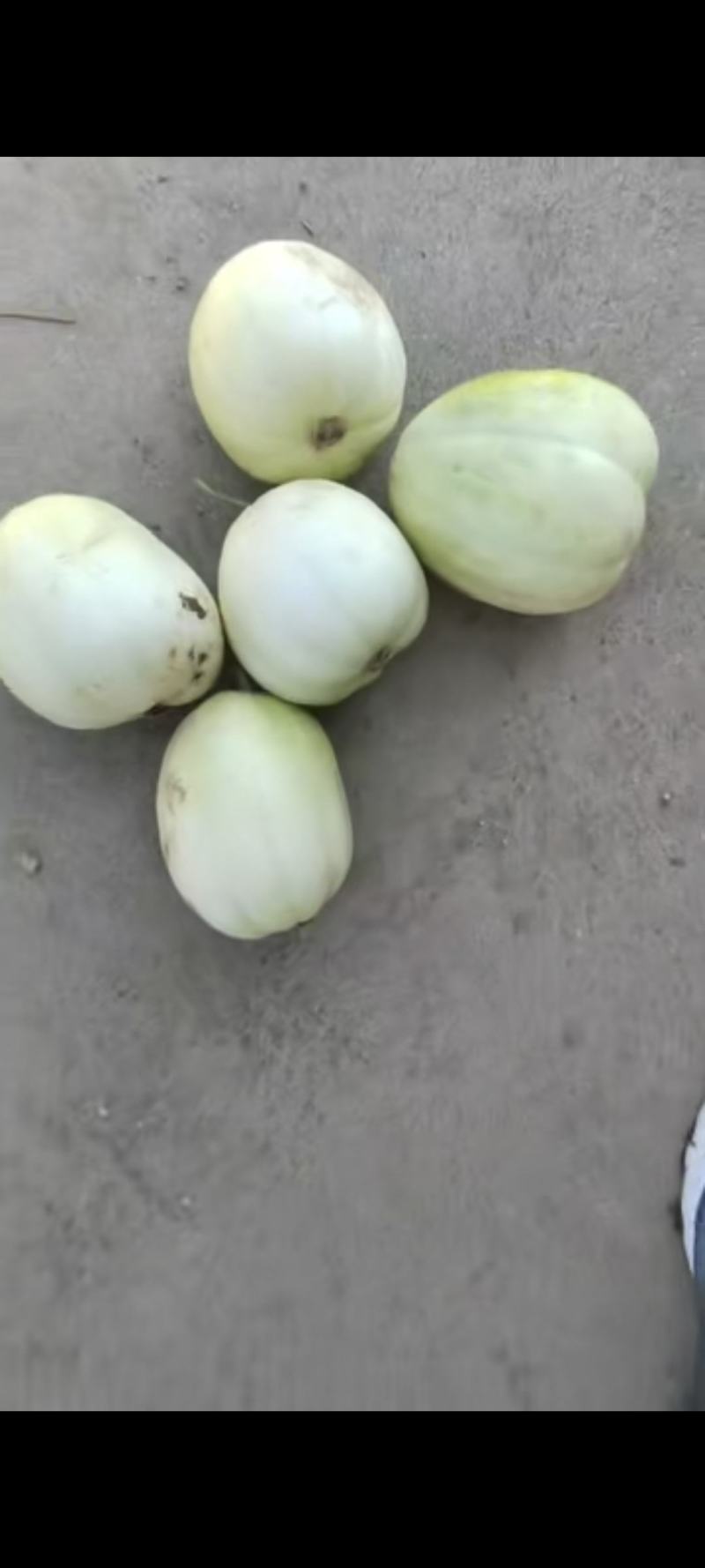 本地大田香瓜