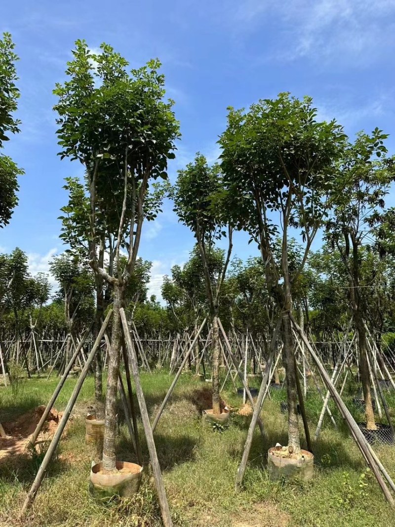 黄花风铃木5分至15分支持视频看货欢迎来电咨询
