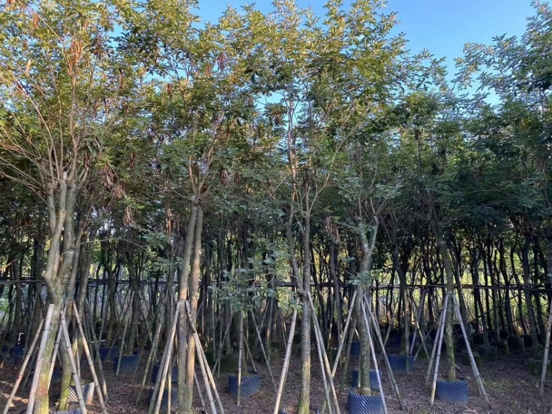 黄花风铃木5分至15分支持视频看货欢迎来电咨询