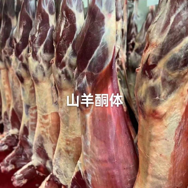 山羊酮体。