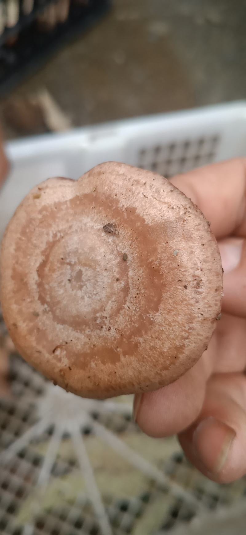 精品松乳菇