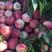 中桃九号桃树苗成熟期早颜色好挂果半个月不软不落