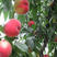 中桃九号桃树苗成熟期早颜色好挂果半个月不软不落