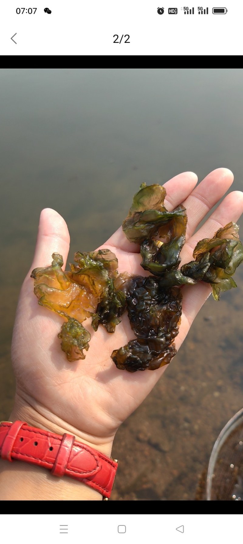 地皮菜
