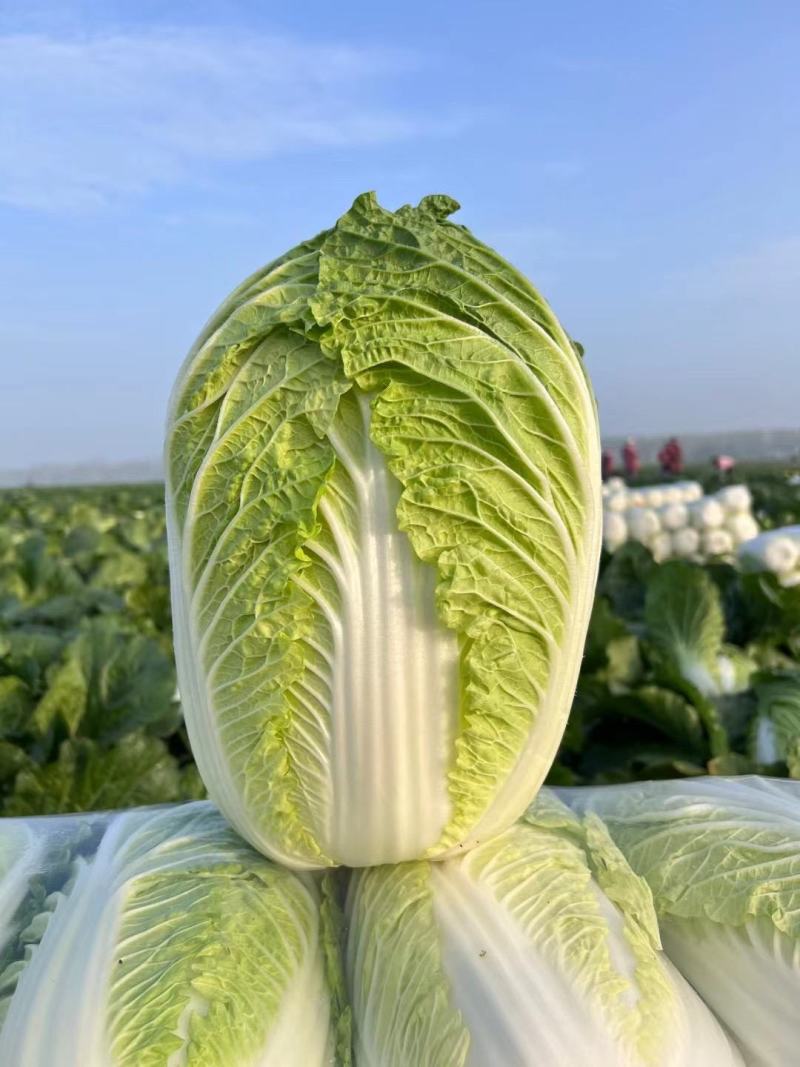 【推荐】精品黄心大白菜产地大量供应一手货源主要对接市场