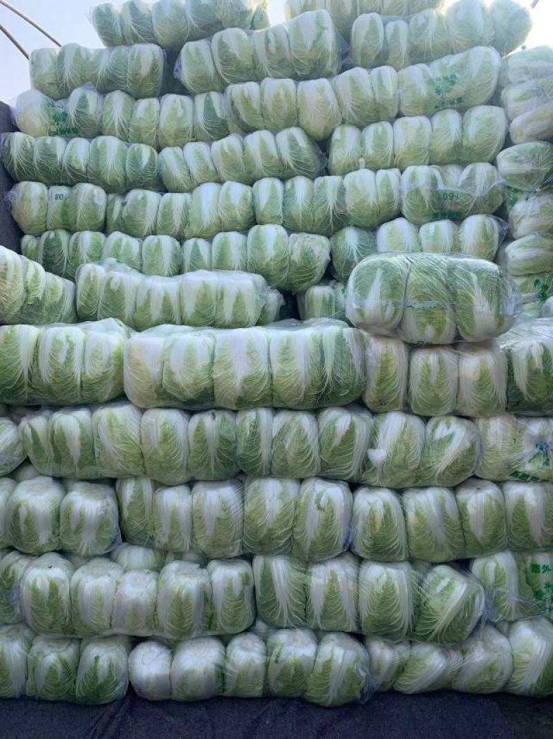 【推荐】精品黄心大白菜产地大量供应一手货源主要对接市场