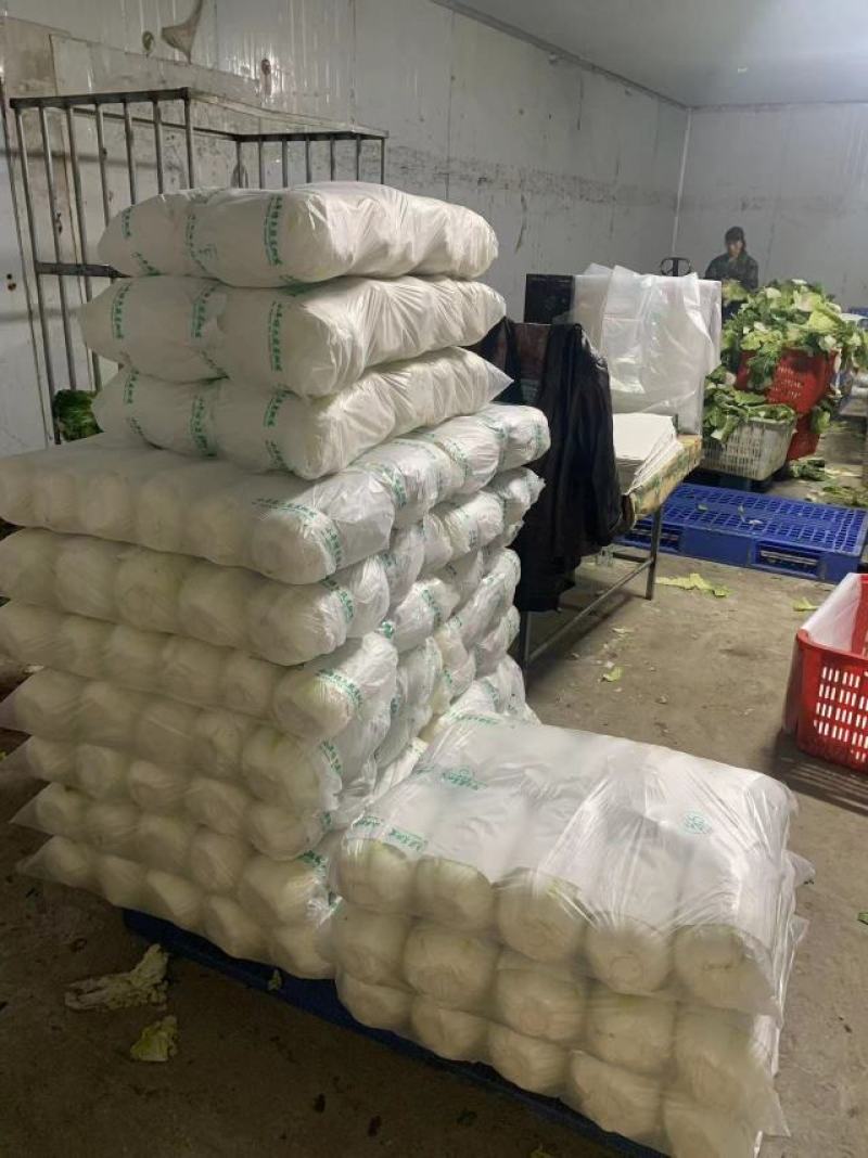 【推荐】精品黄心大白菜产地大量供应一手货源主要对接市场