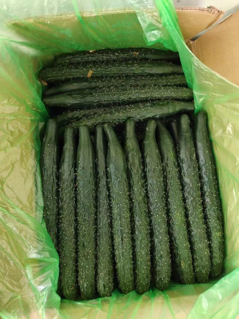 黄瓜大量有货，产地直销