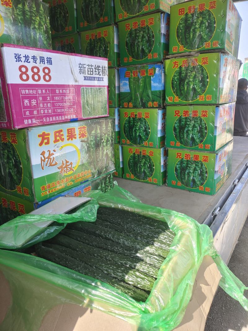 黄瓜大量有货，产地直销