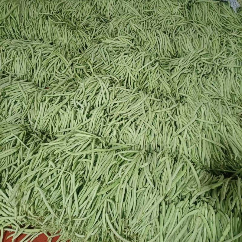 【推荐】湖北精品四季豆产地直供一手货源品质保证量大优惠