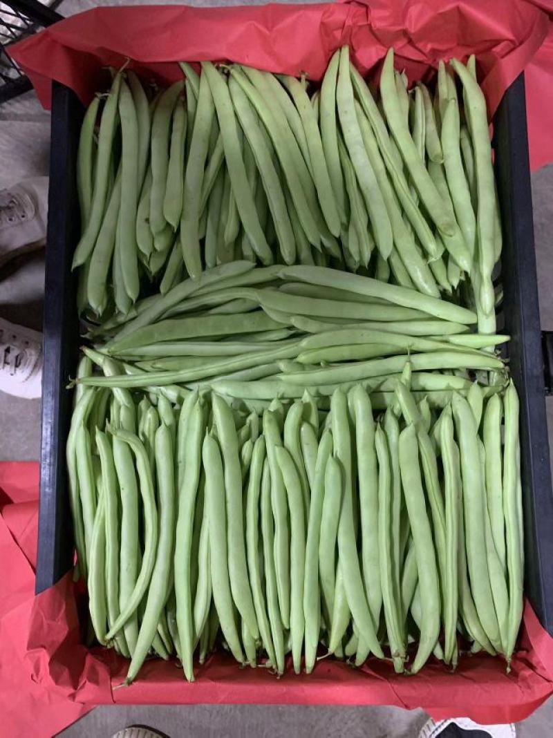 【推荐】湖北精品四季豆产地直供一手货源品质保证量大优惠