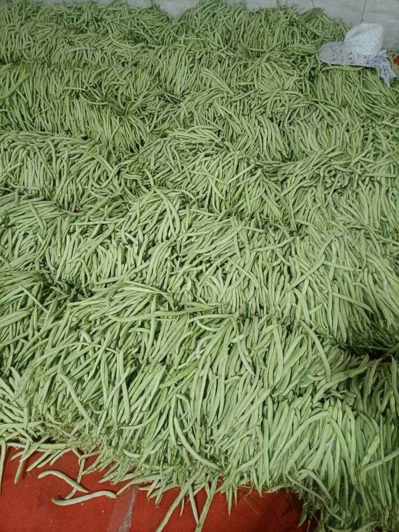【推荐】湖北精品四季豆产地直供一手货源品质保证量大优惠