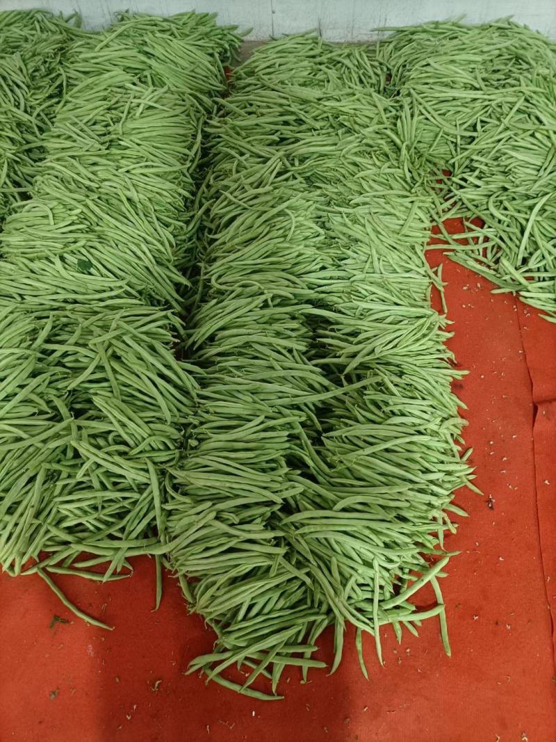 【推荐】湖北精品四季豆产地直供一手货源品质保证量大优惠