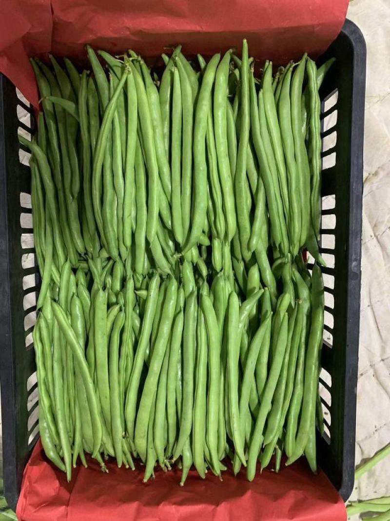 【推荐】湖北精品四季豆产地直供一手货源品质保证量大优惠