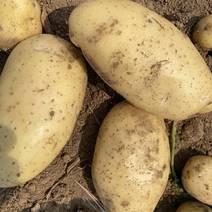 【推荐】东北辽宁产地沃土5号土豆大量有货全国发货。
