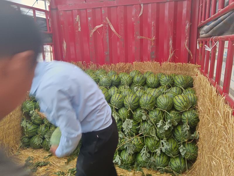 宁夏精品西瓜，，大量上市，，，需要的老板来