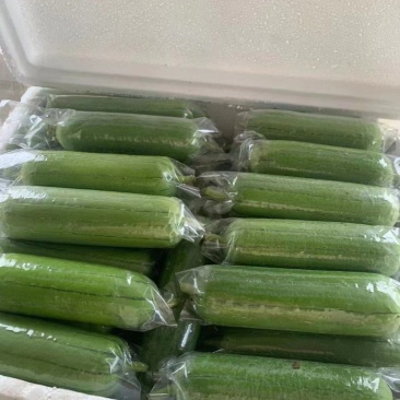 【实力推荐】白玉丝瓜华丽上市规格齐全，对接电商