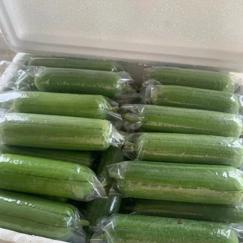 【实力推荐】白玉丝瓜华丽上市规格齐全，对接电商