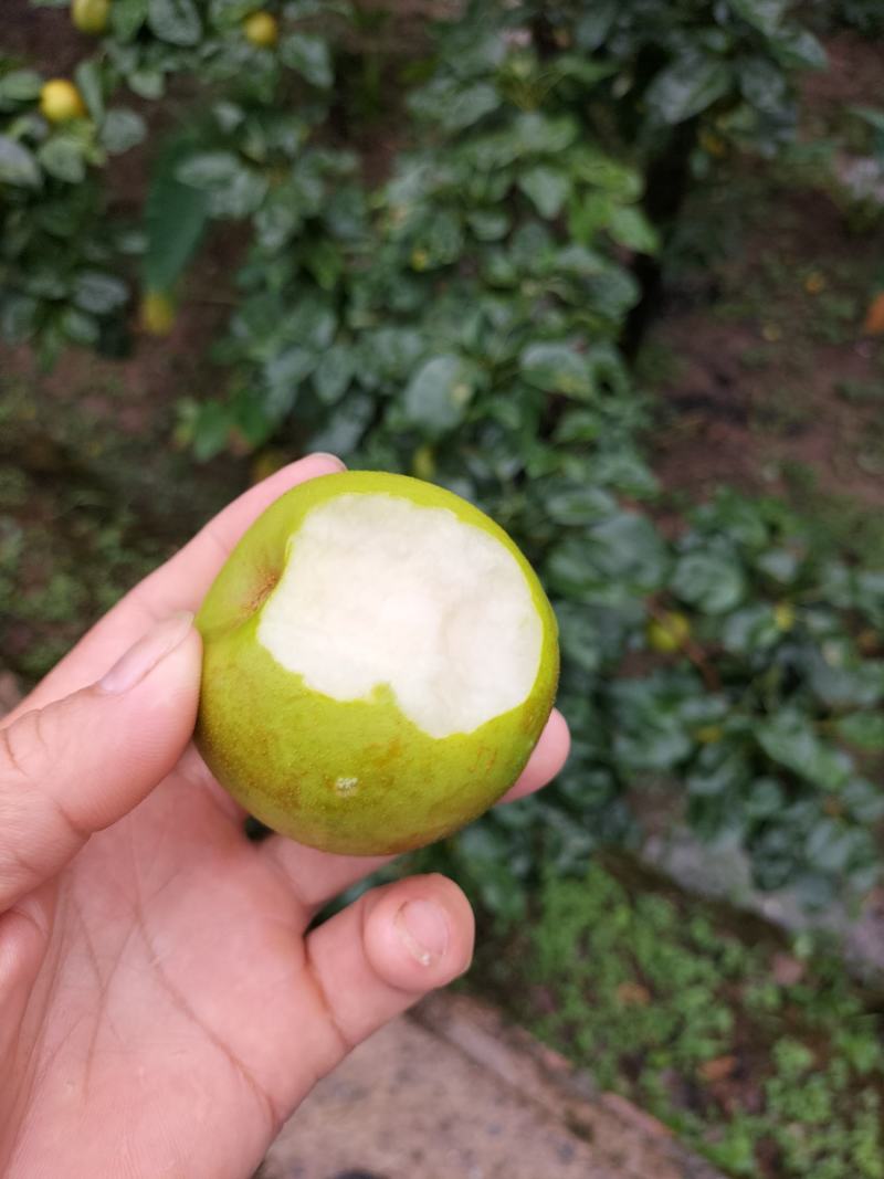 翠冠梨