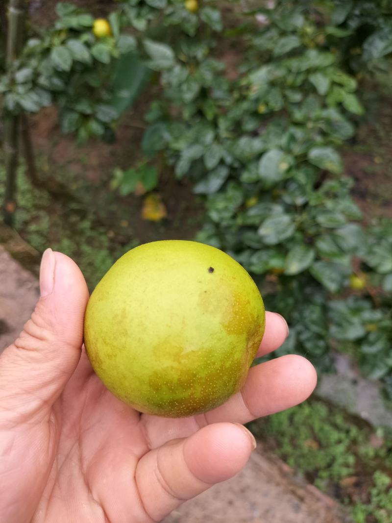 翠冠梨