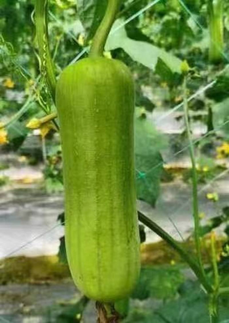 【实力推荐】白玉丝瓜华丽上市规格齐全，对接电商