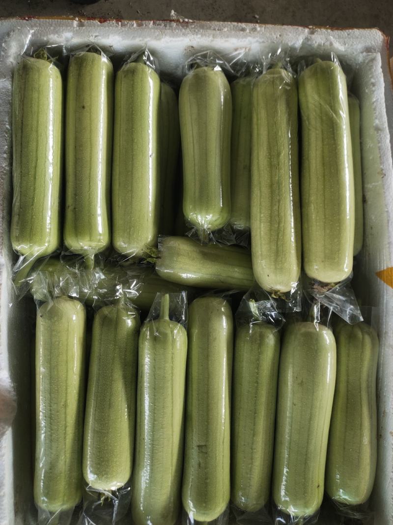 【实力推荐】白玉丝瓜华丽上市规格齐全，对接电商