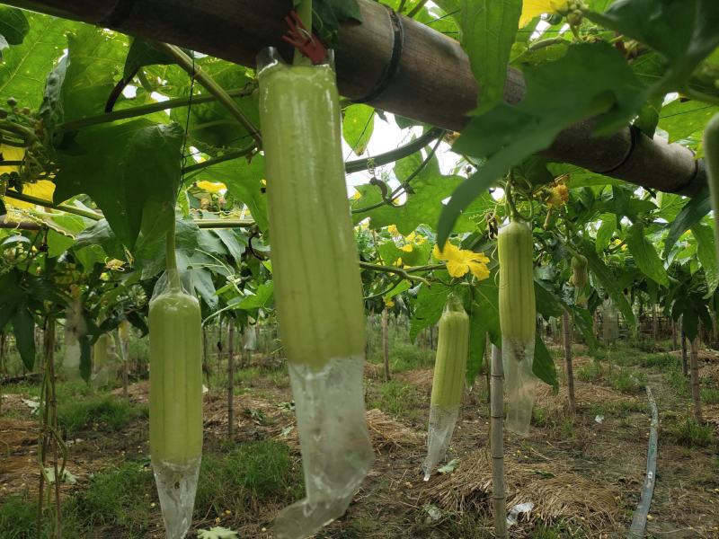 【实力推荐】白玉丝瓜华丽上市规格齐全，对接电商