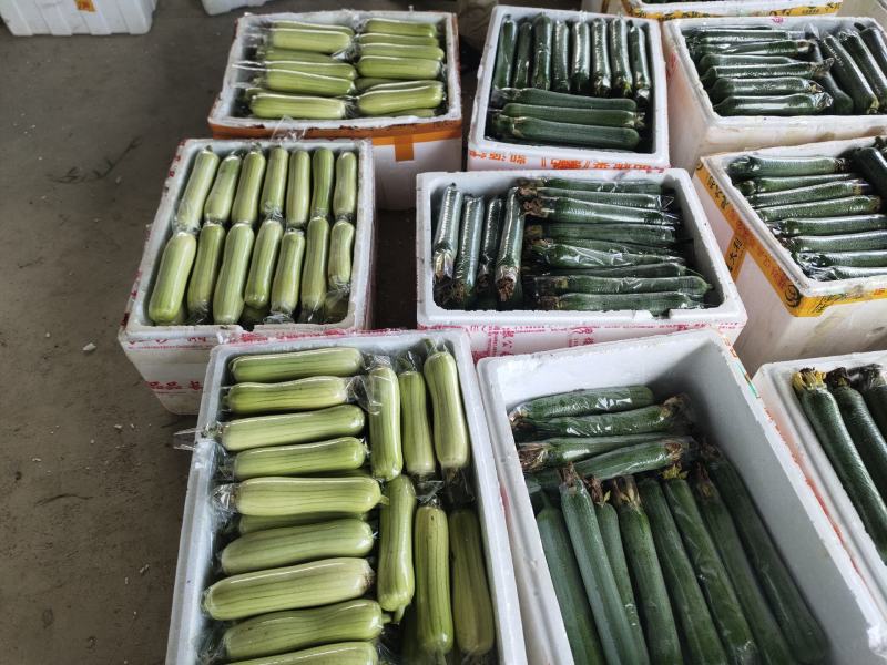 【实力推荐】白玉丝瓜华丽上市规格齐全，对接电商