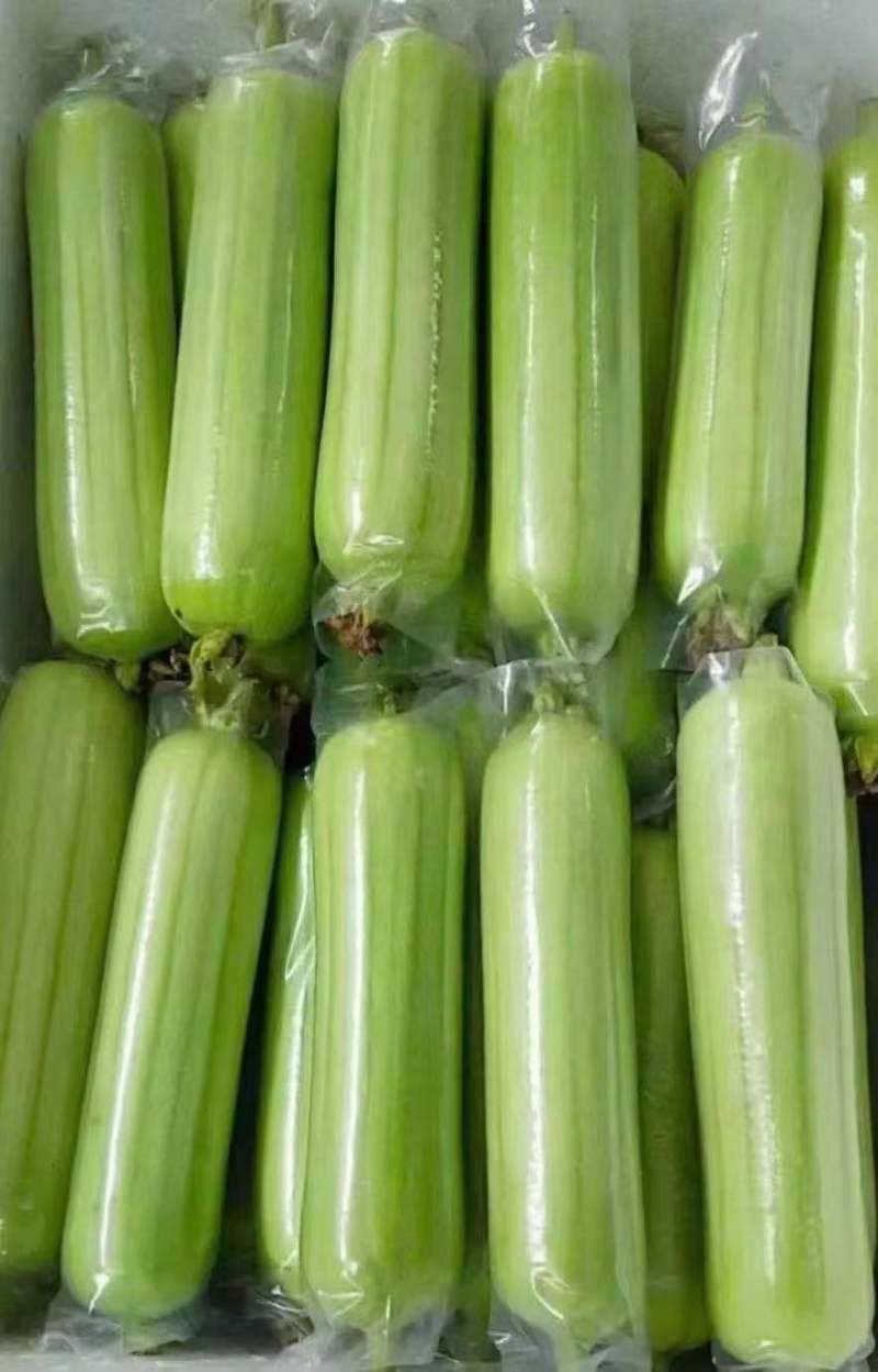 【实力推荐】白玉丝瓜华丽上市规格齐全，对接电商