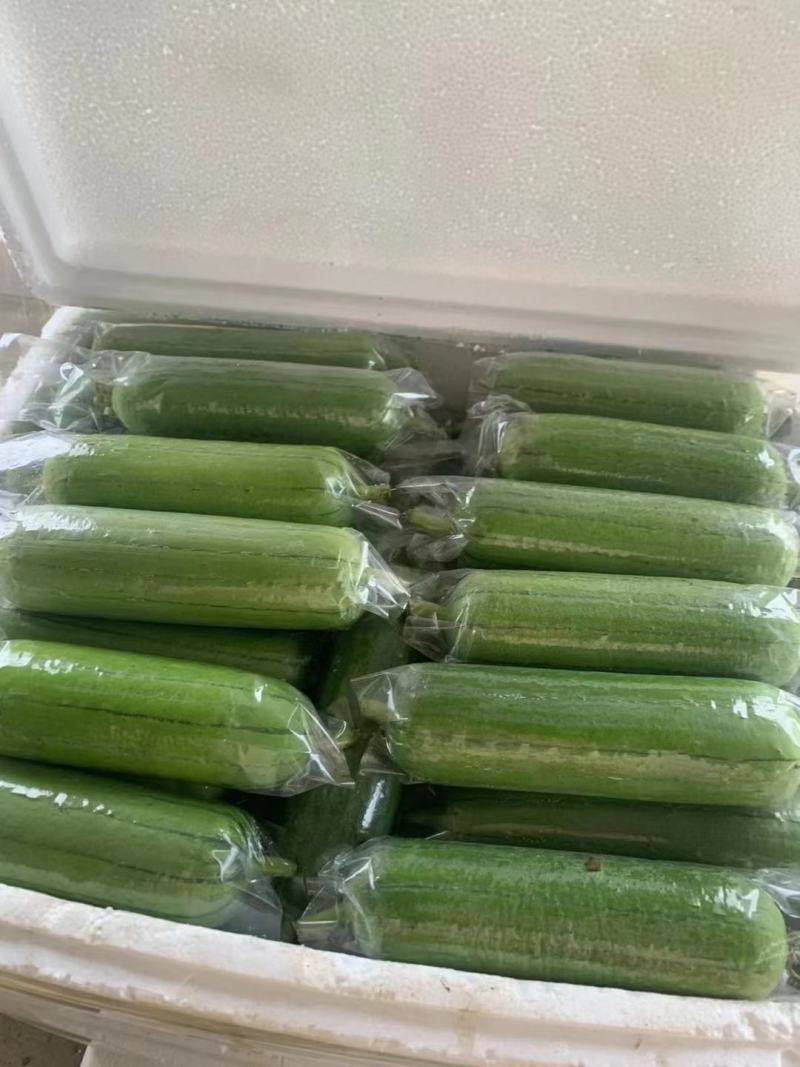 【实力推荐】白玉丝瓜华丽上市规格齐全，对接电商
