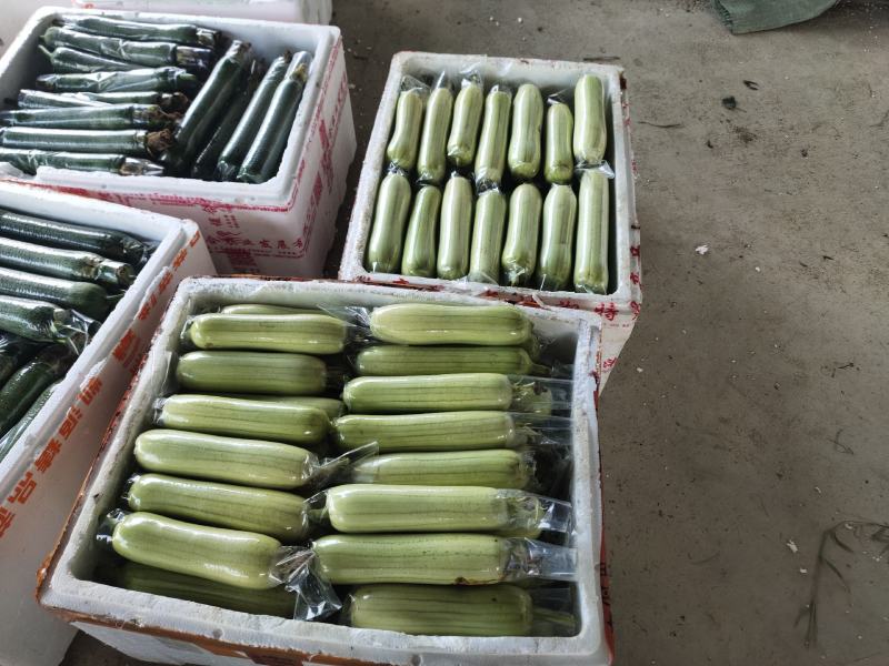 【实力推荐】白玉丝瓜华丽上市规格齐全，对接电商