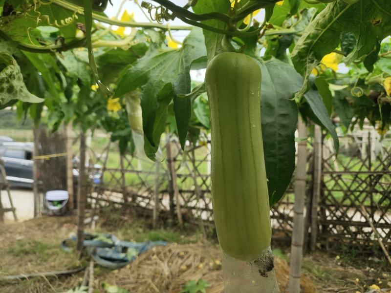 【实力推荐】白玉丝瓜华丽上市规格齐全，对接电商