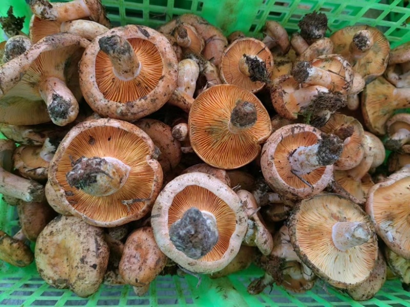 新鲜牛肝菌骨熟菌鸡油黄，鸡枞，牛肝菌，黄