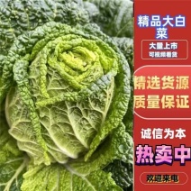 【白菜】精品黄心大白菜产地大量供应一手货源主要对接市场