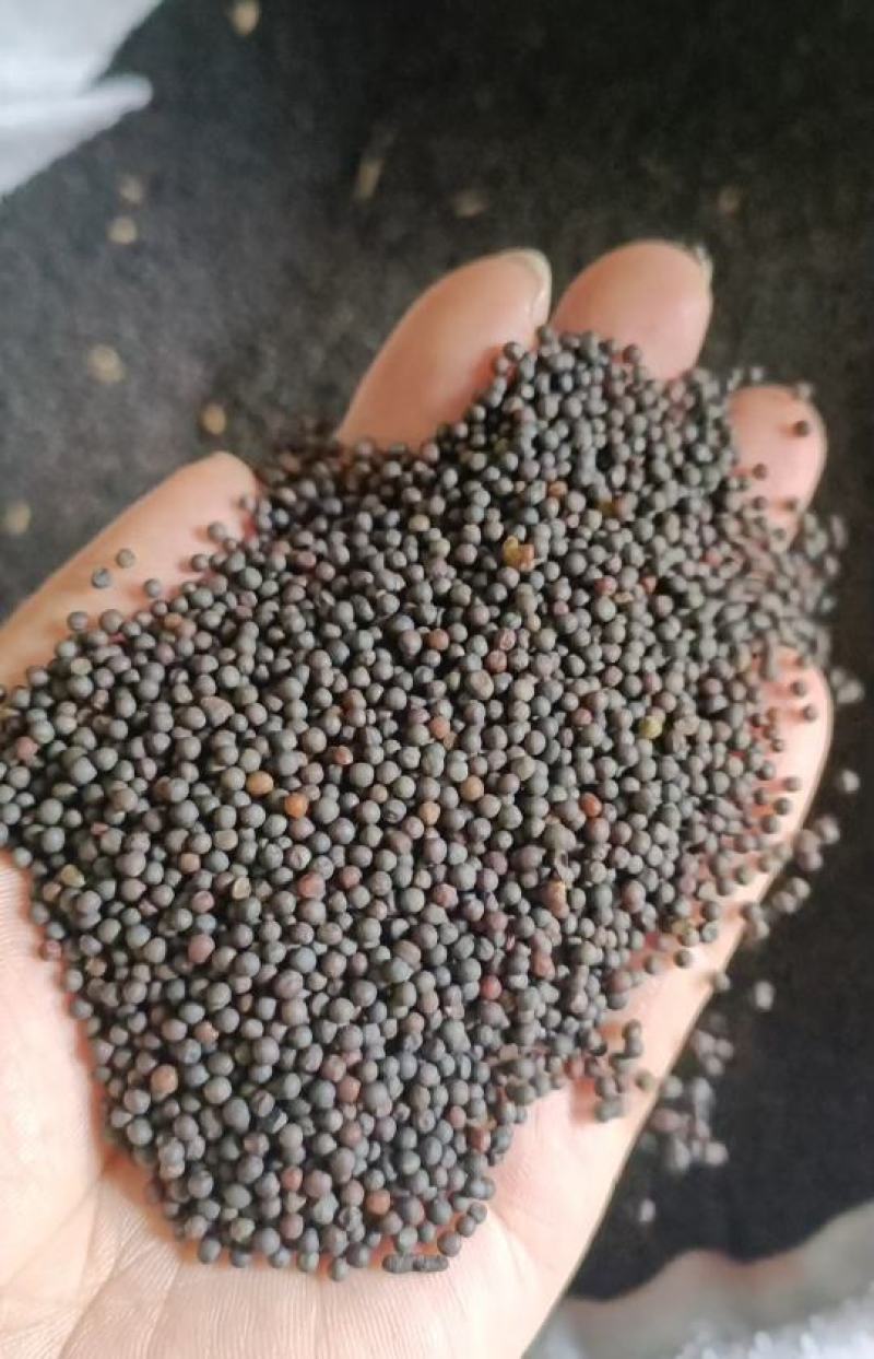 25年的高含油油菜籽，出油率高，油色漂亮，大量现货