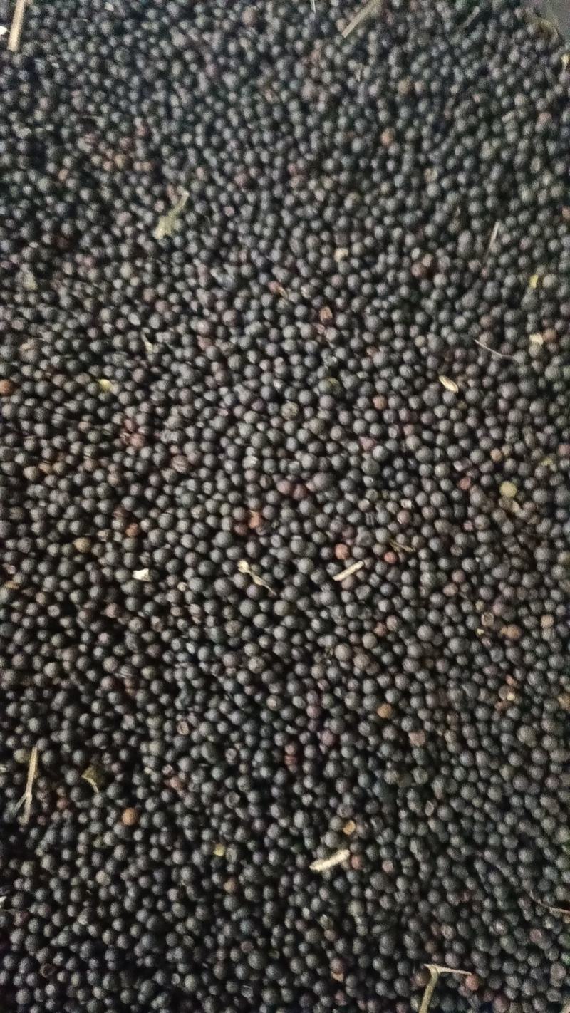 25年的高含油油菜籽，出油率高，油色漂亮，大量现货