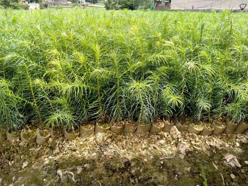 [热卖]贵州杉木苗营养袋杉树苗大量供应品质保证