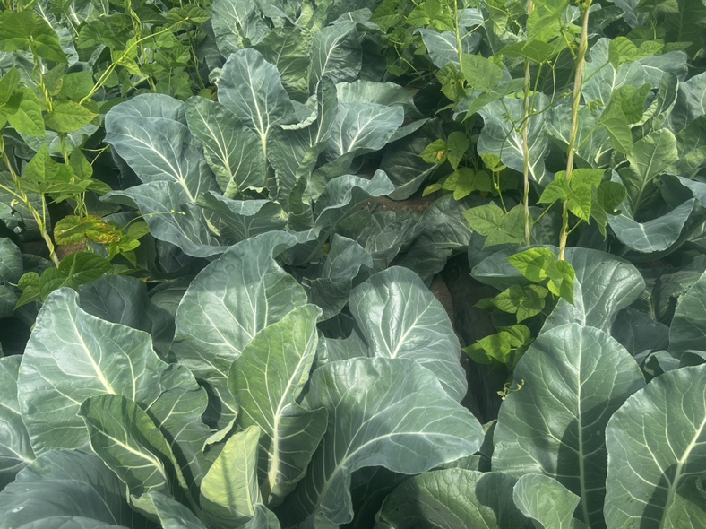 松花菜育苗阶段示意图