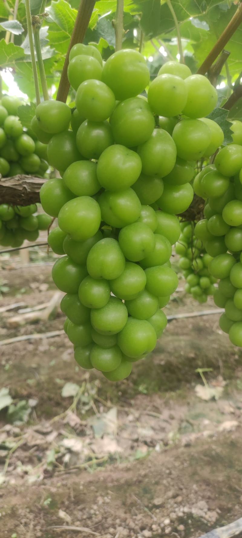 湖南常德千亩阳光玫瑰园，颗粒饱满，大小均匀，七月中旬上市