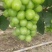 湖南常德千亩阳光玫瑰园，颗粒饱满，大小均匀，七月中旬上市