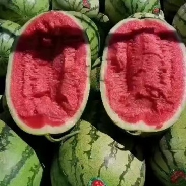 新疆哈密产区金城五号西瓜质量保证皮薄肉厚产地供应
