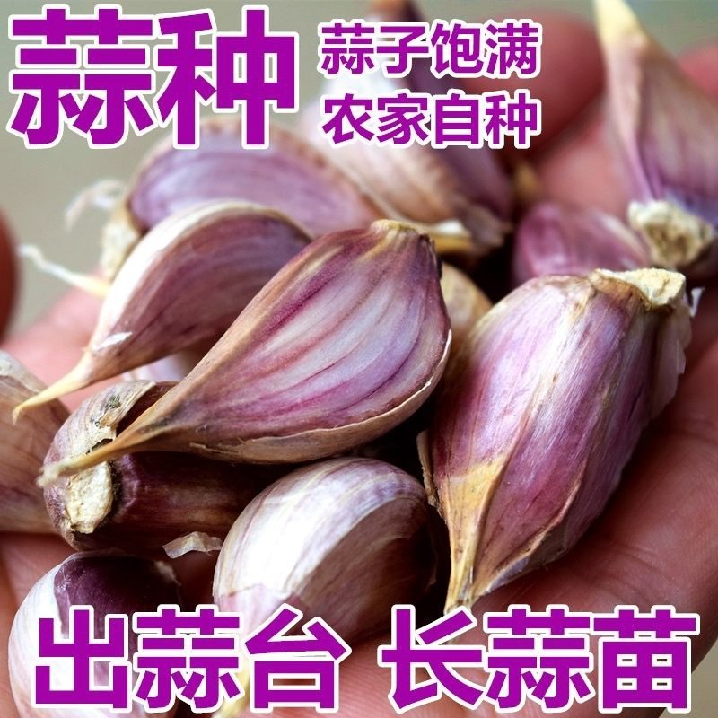 河北紫皮蒜种个头饱满无坏果大量现货出芽率高出蒜苗