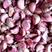 河北紫皮蒜种个头饱满无坏果大量现货出芽率高出蒜苗