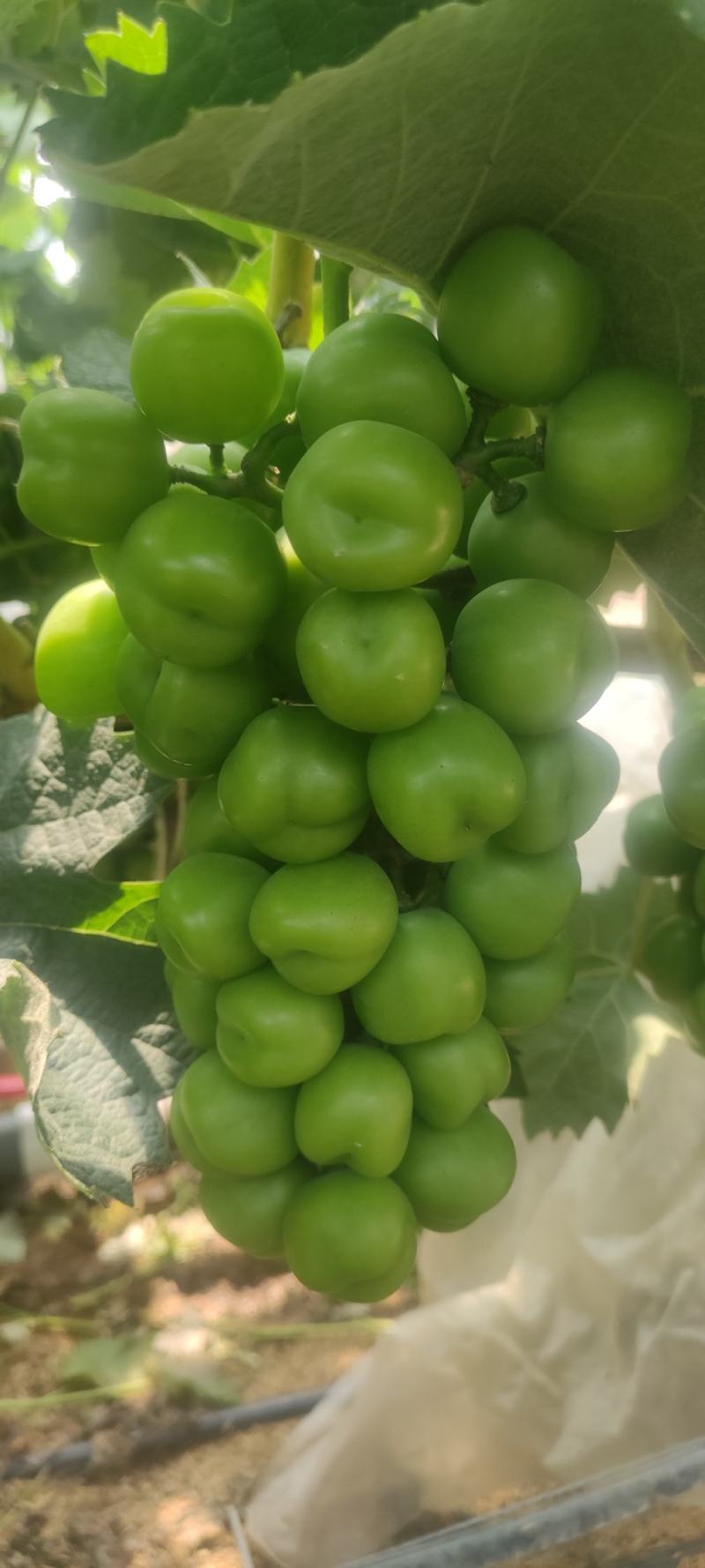 高品质湖南常德阳光玫瑰，颗粒饱满。大小均匀，串行漂亮